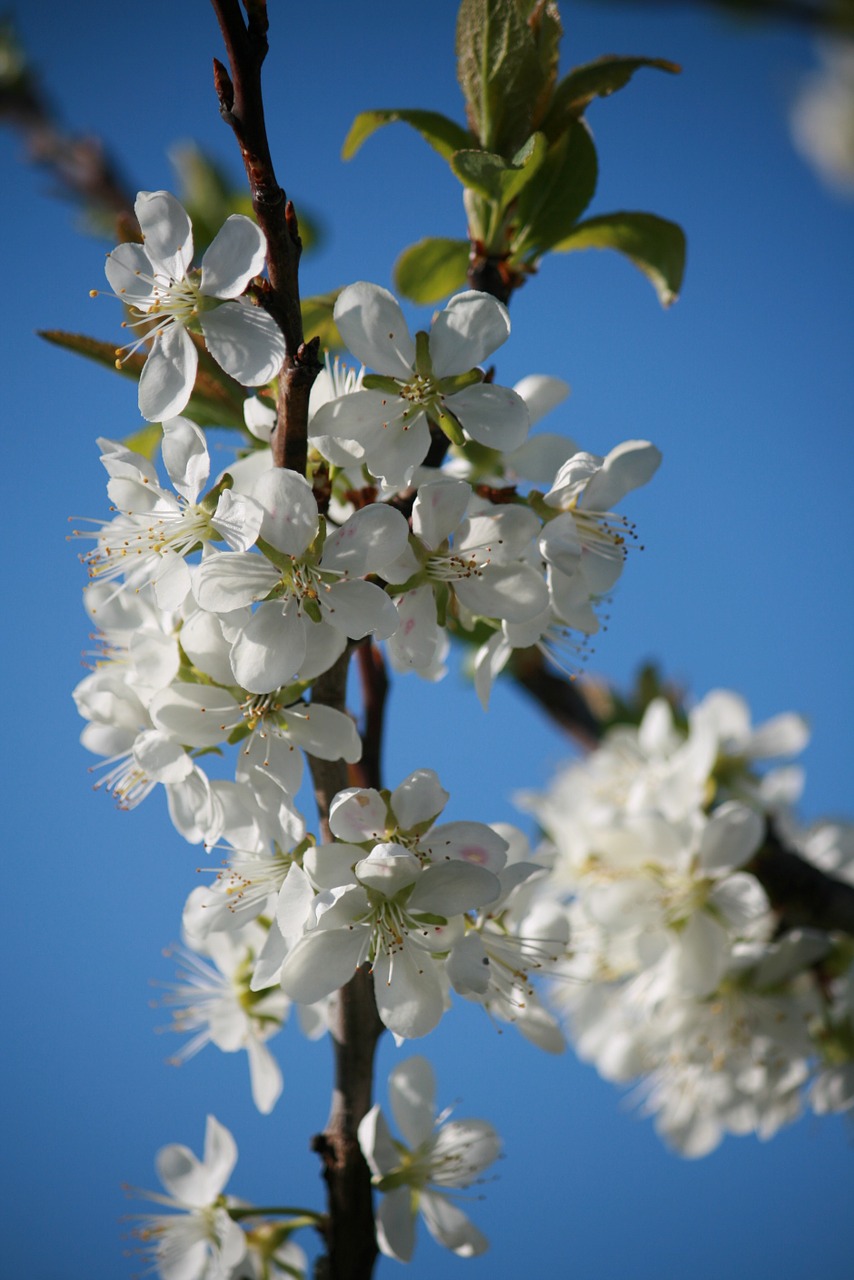 blossom bloom apple free photo