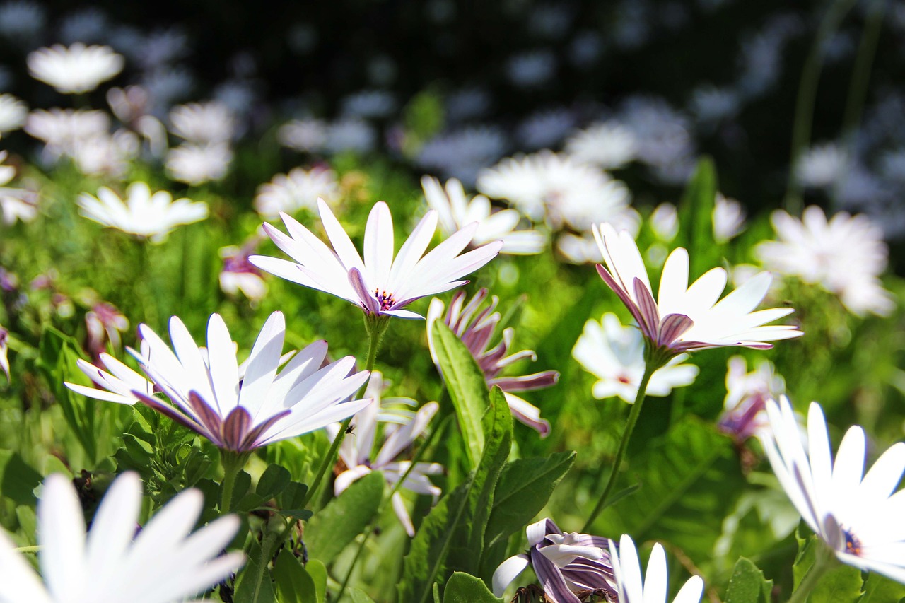 flower meadow flower meadow free photo