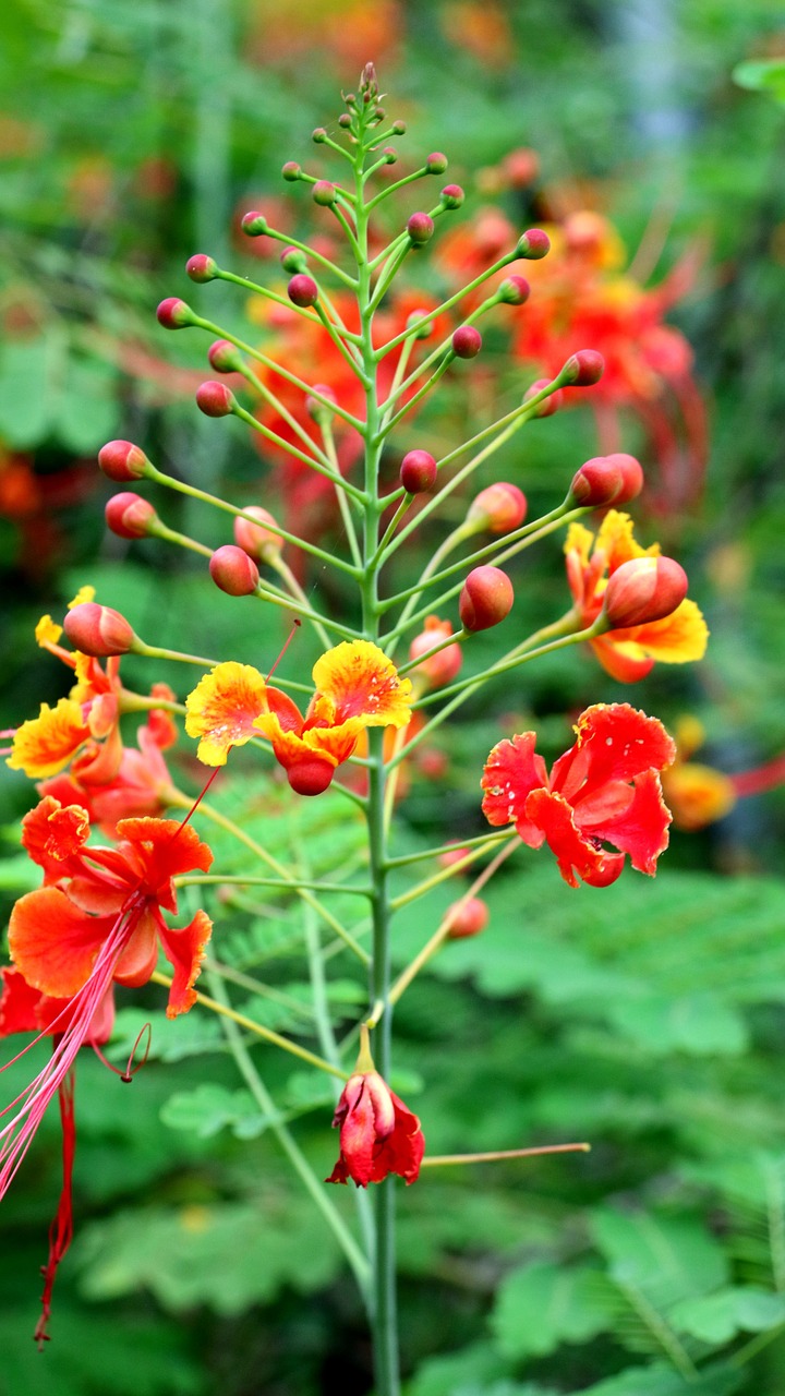 hematoxylin poinsettia peacock flower flower free photo