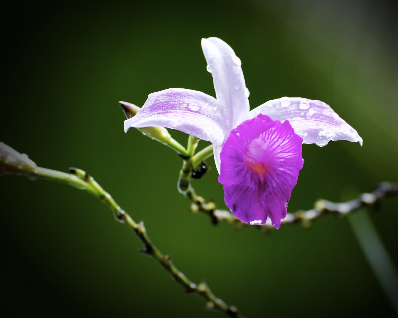 flower orchid nature free photo