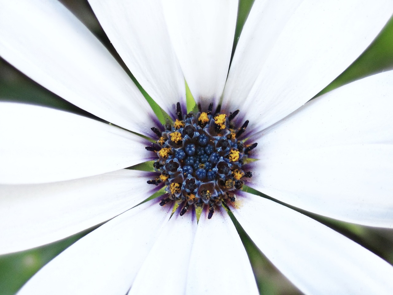 flower petal pollen free photo