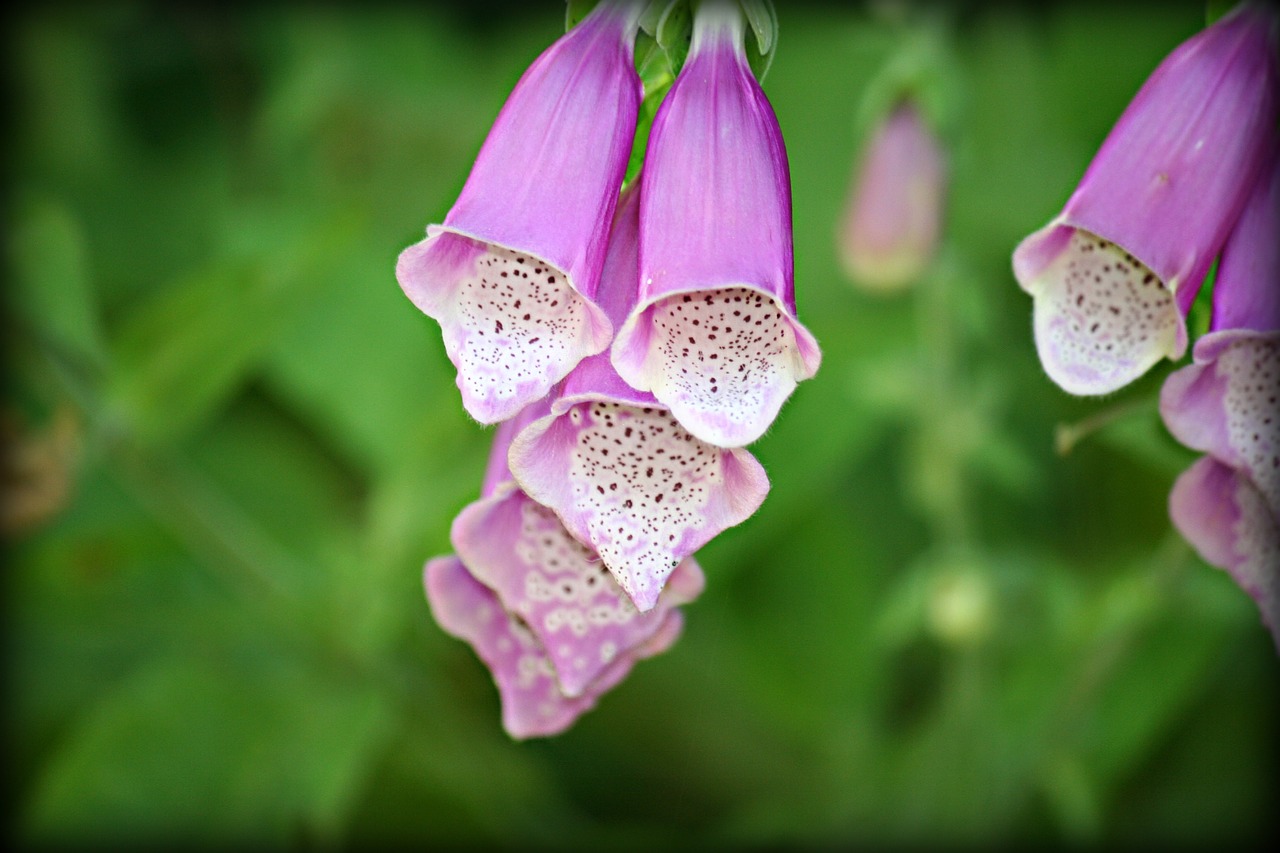 flower purple nature free photo