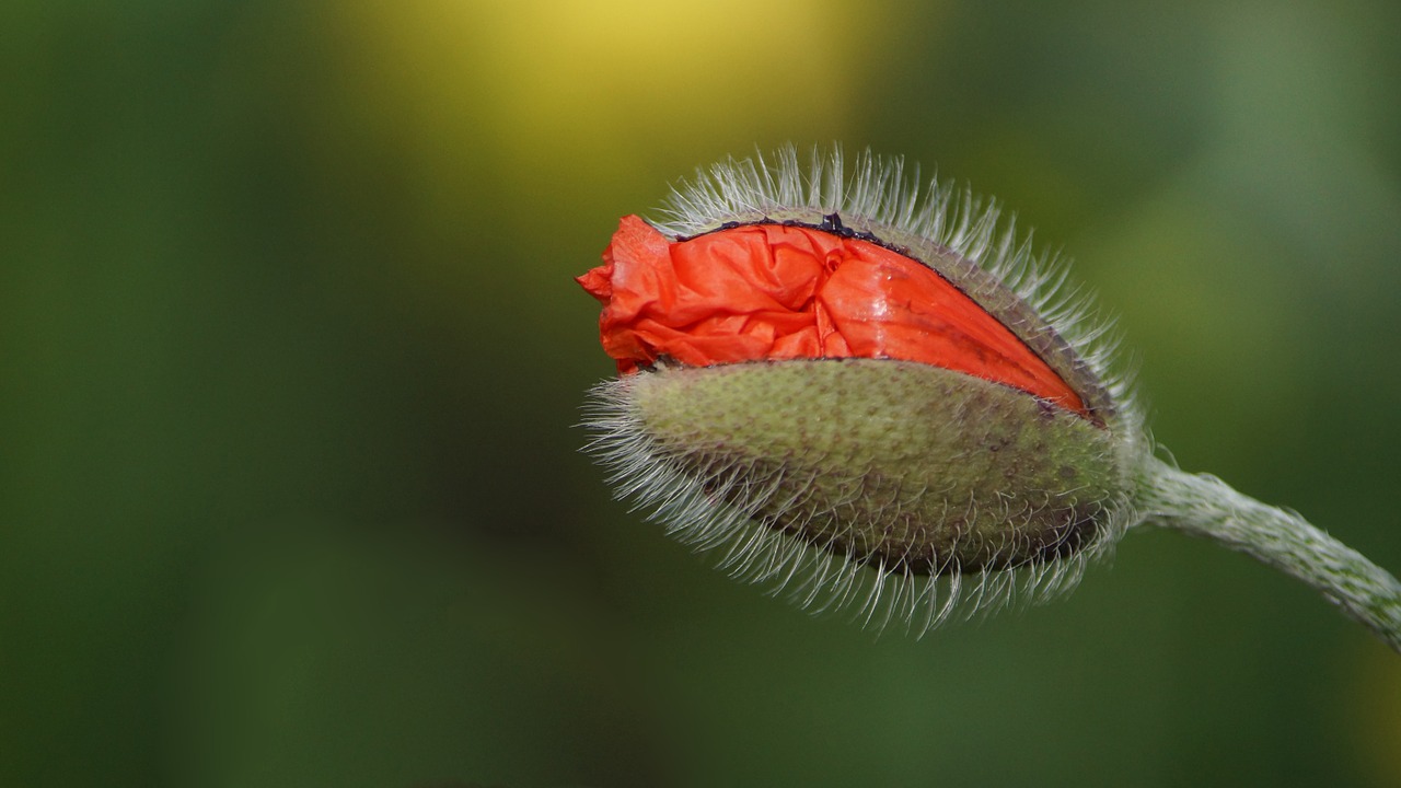 flower poppy garden free photo