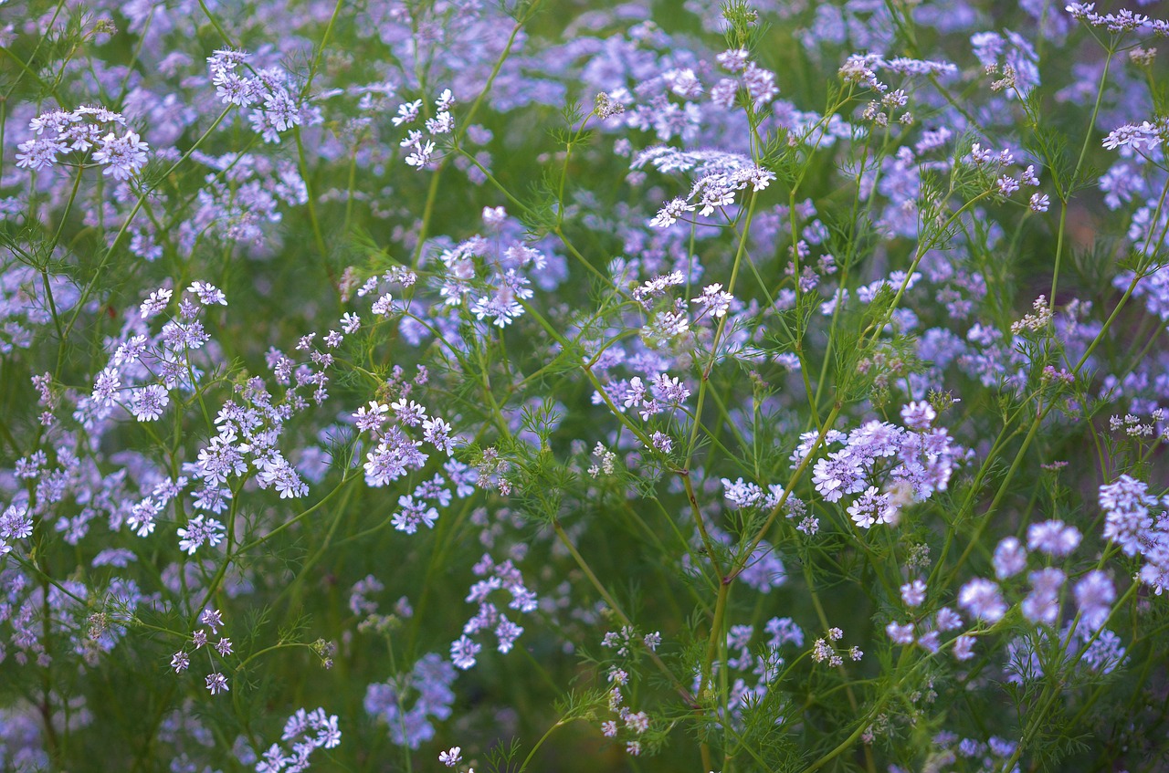 flower floral blossom free photo