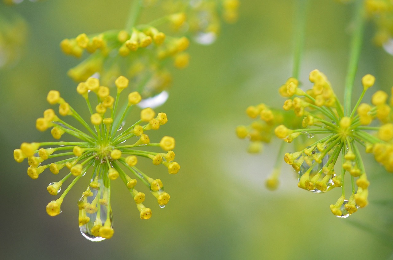 flower floral blossom free photo