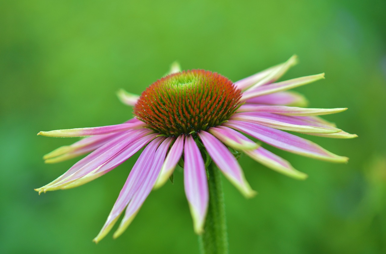 flower floral blossom free photo