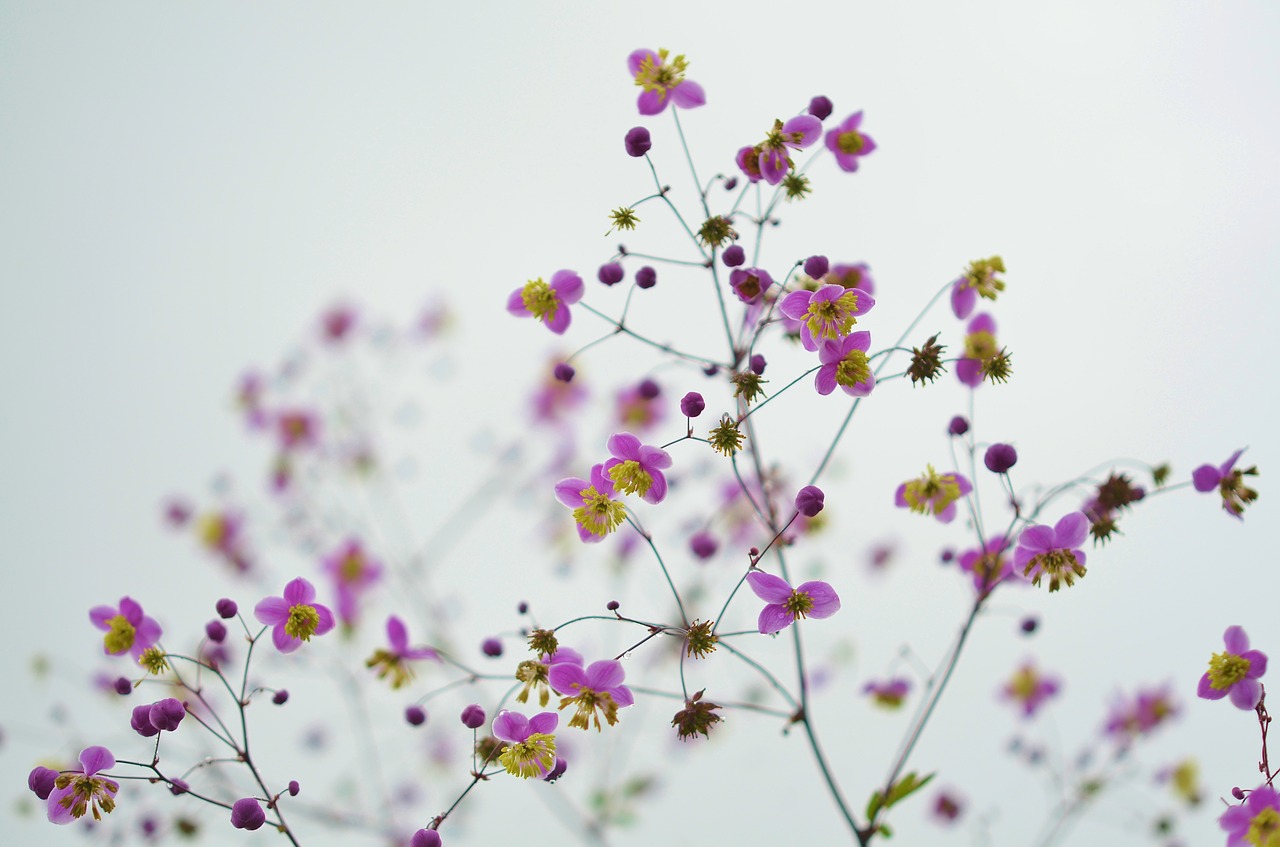 flower floral blossom free photo