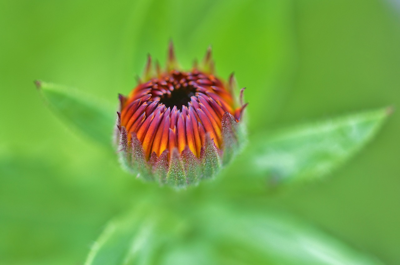 flower floral blossom free photo