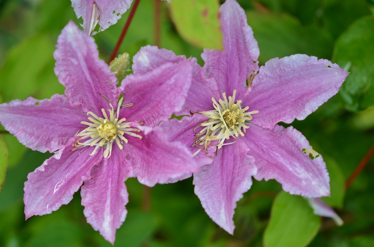 flower floral blossom free photo