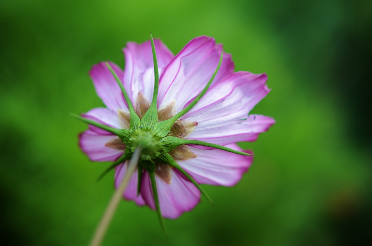 flower floral blossom free photo