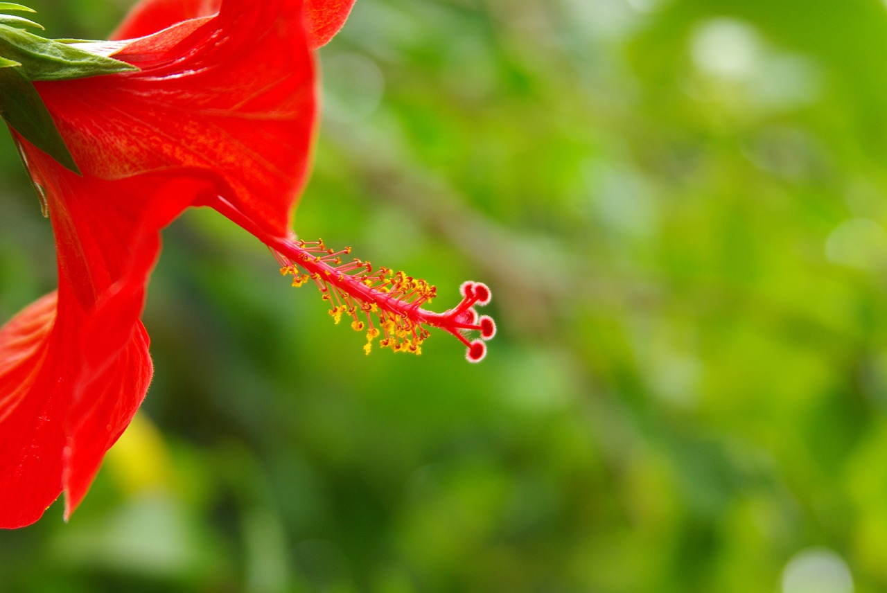 blossom bloom nature free photo