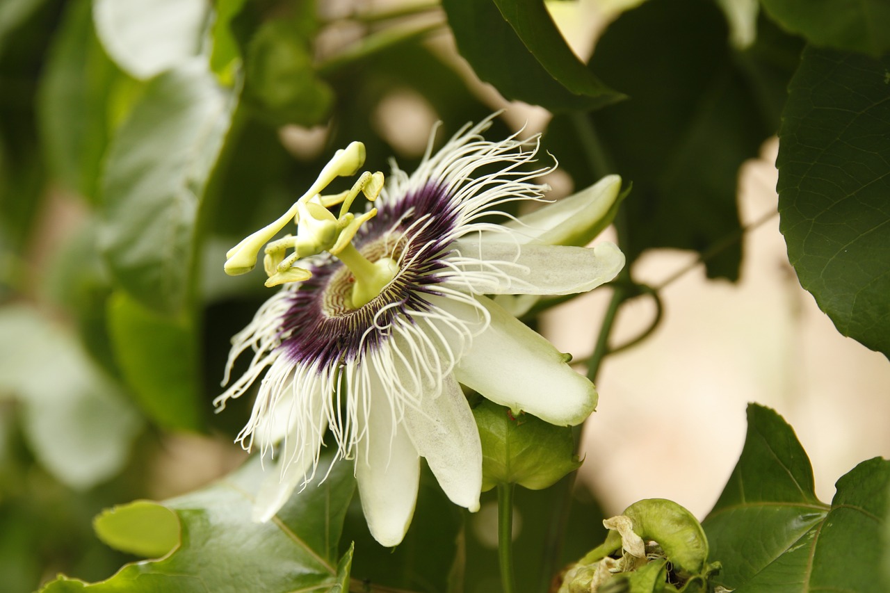 flower passion fruit nature free photo