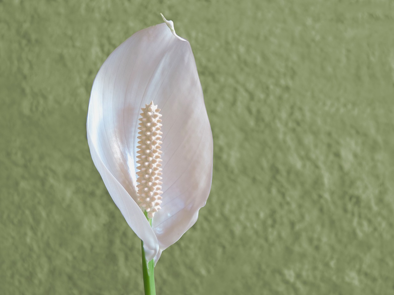 flower white white flower free photo