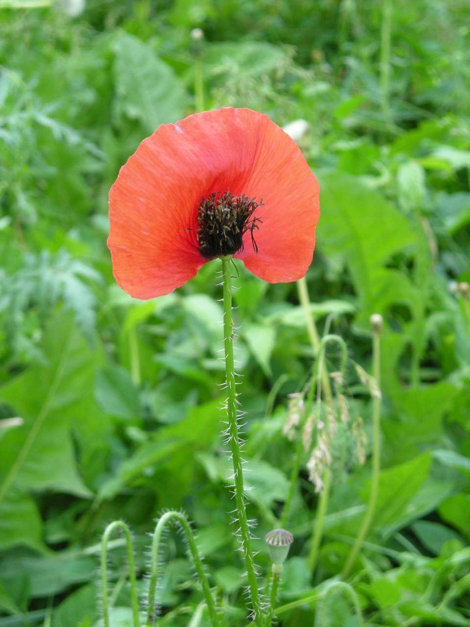 flower poppy petal free photo