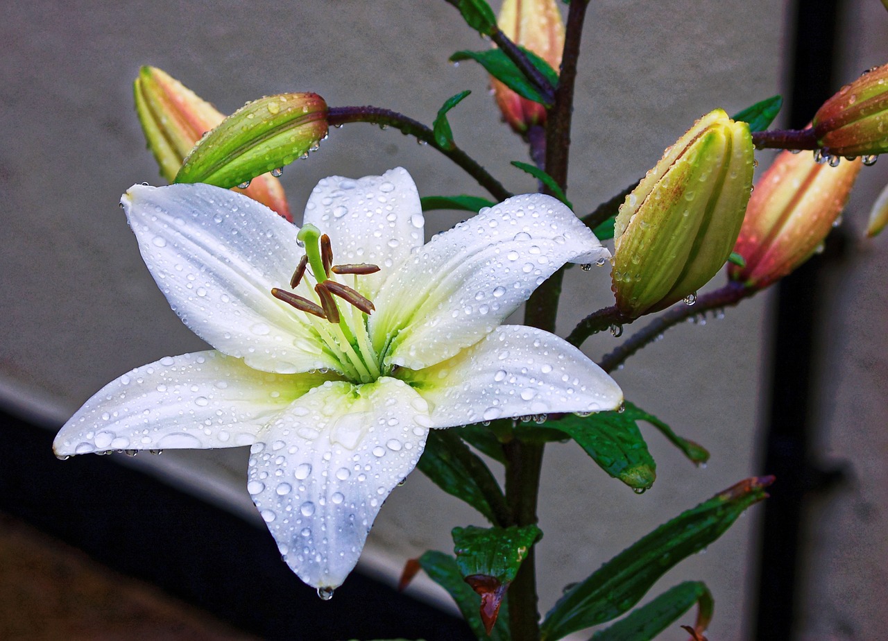 lily flower yellow free photo