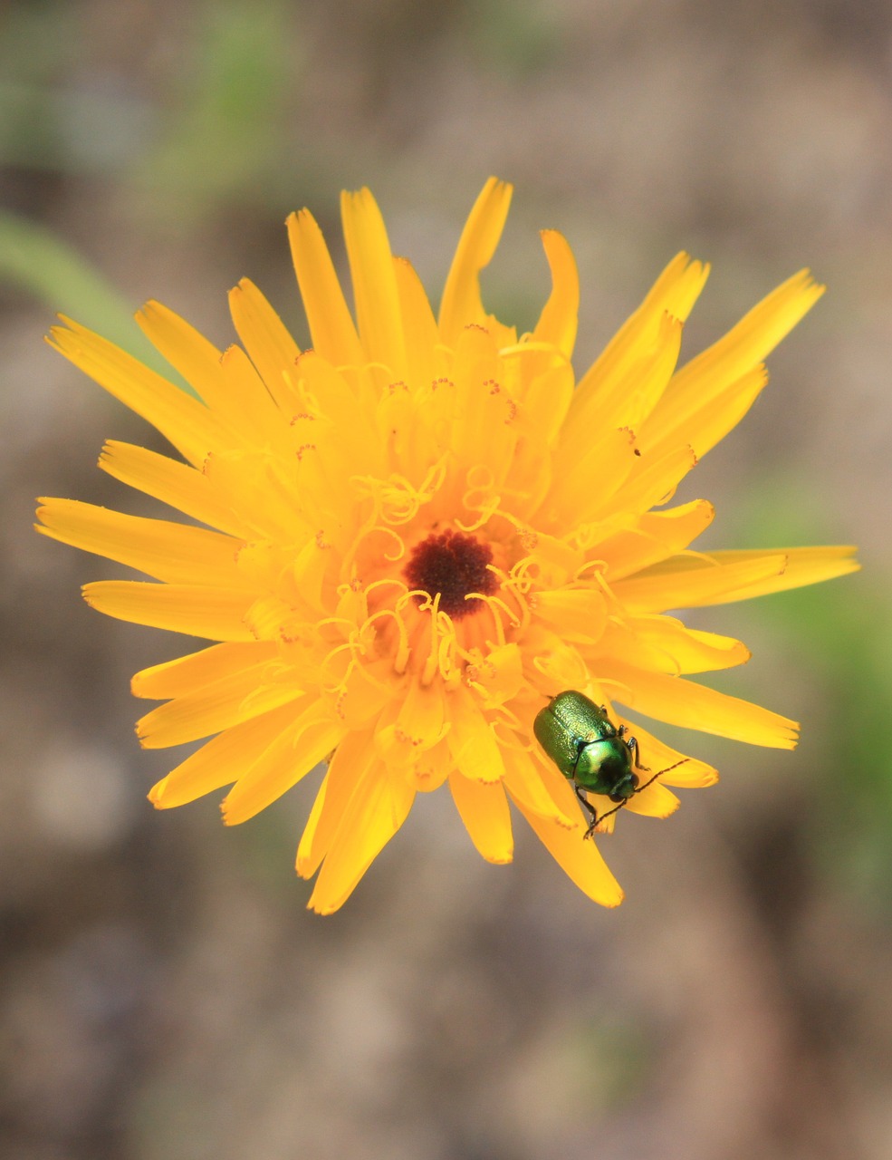 flower bug insect free photo