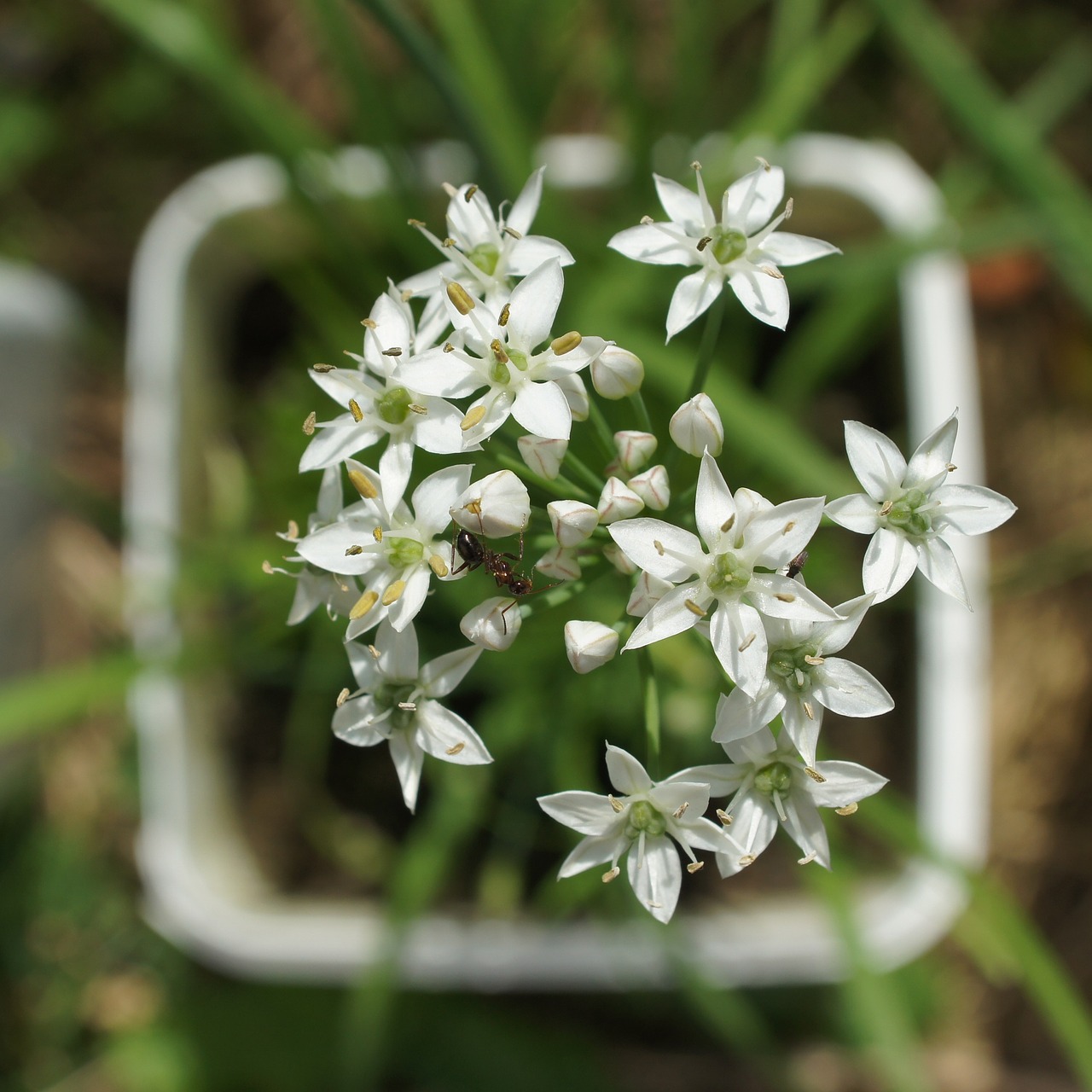 flower ant plant free photo