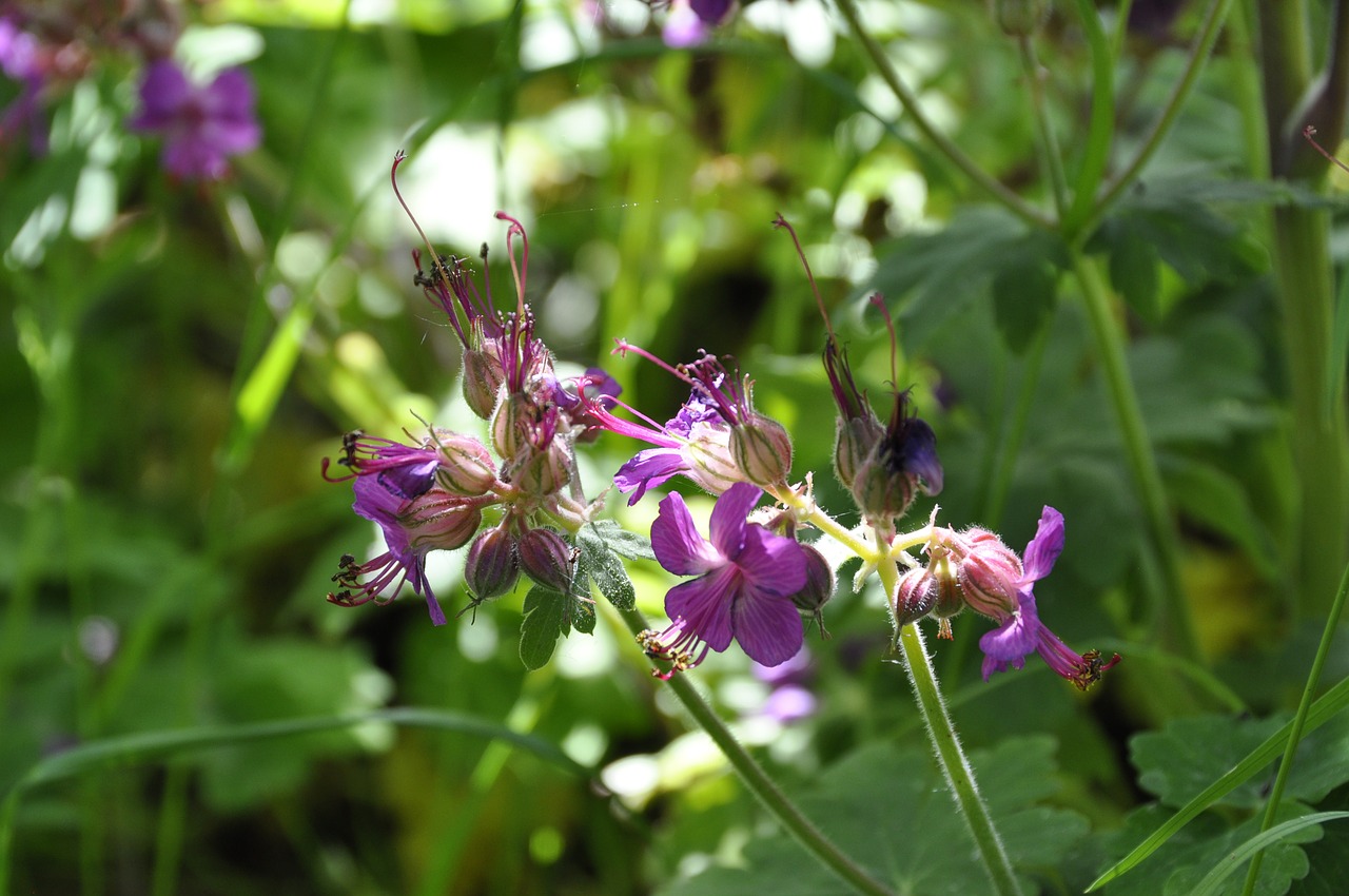 geranium flower purple free photo