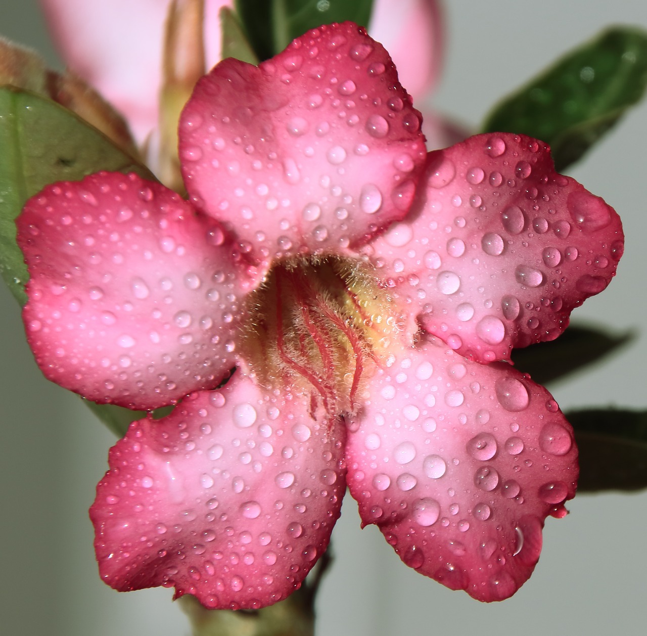 flower pink drops free photo