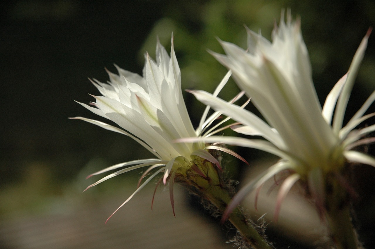 flower white cactus free photo