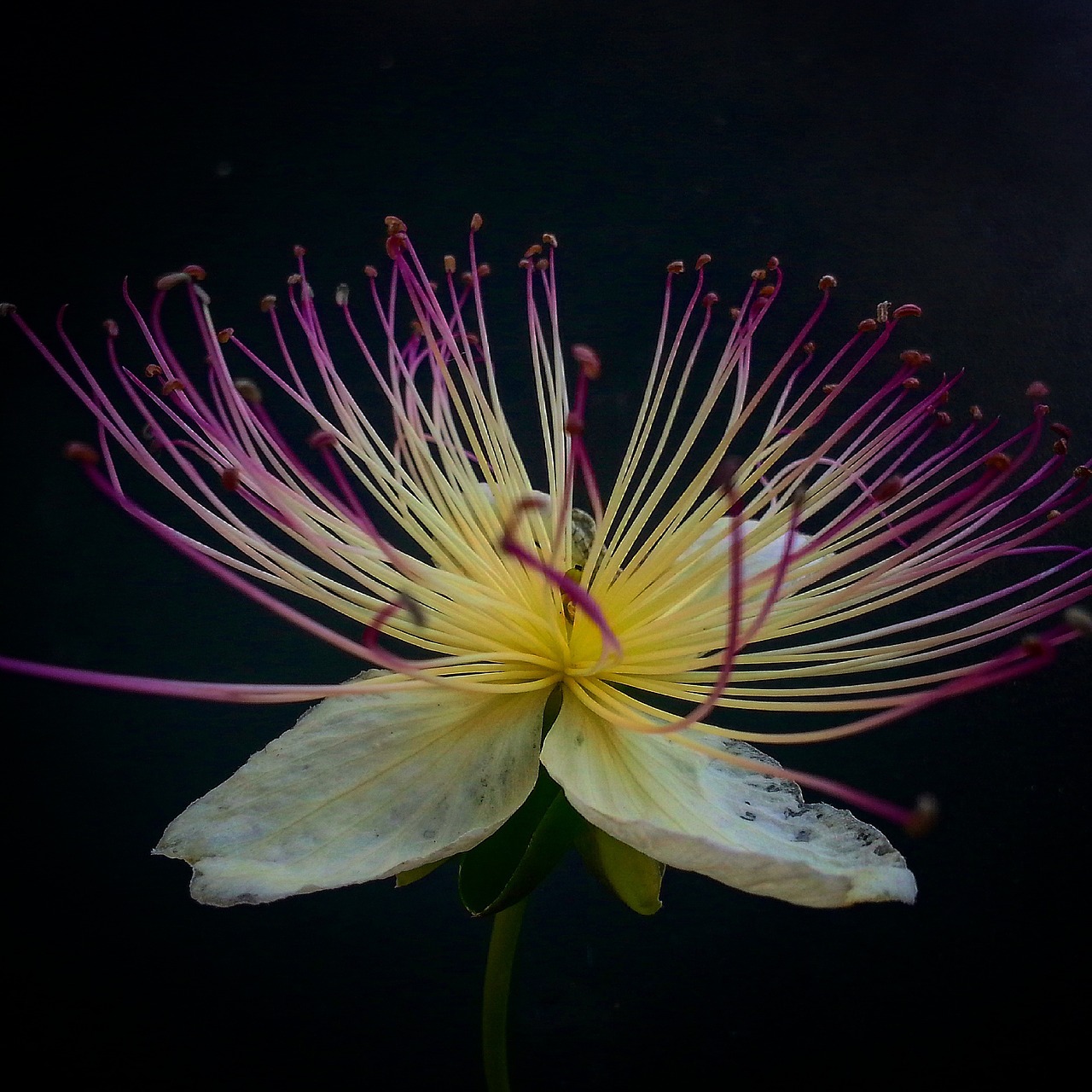 flower capers herbal beauty free photo