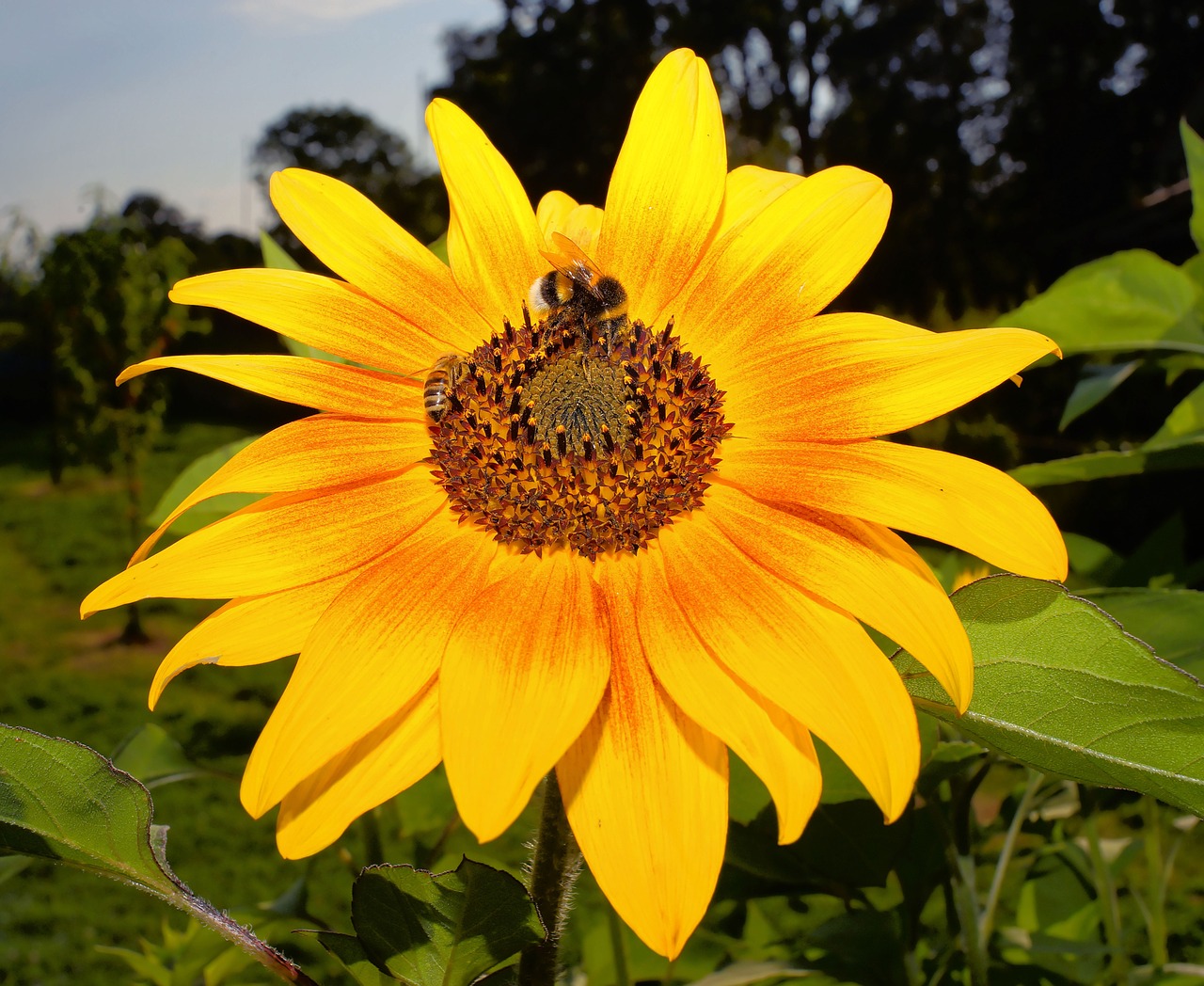 flower blossom bloom free photo