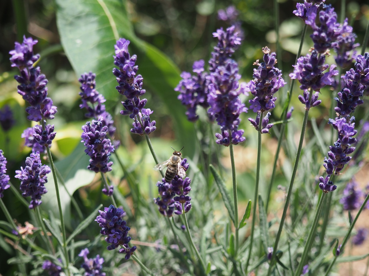 flower bee plant free photo