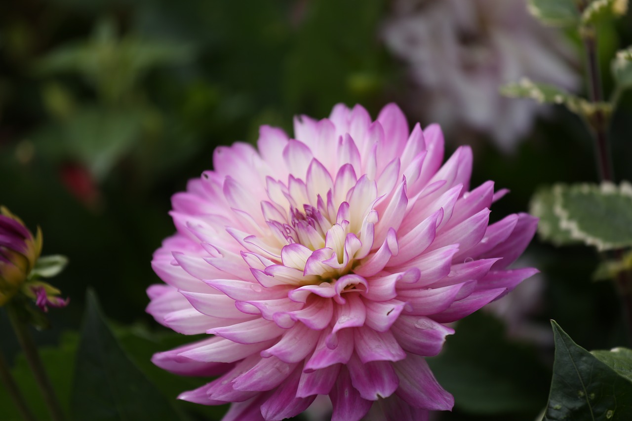 flower dahlia nature free photo