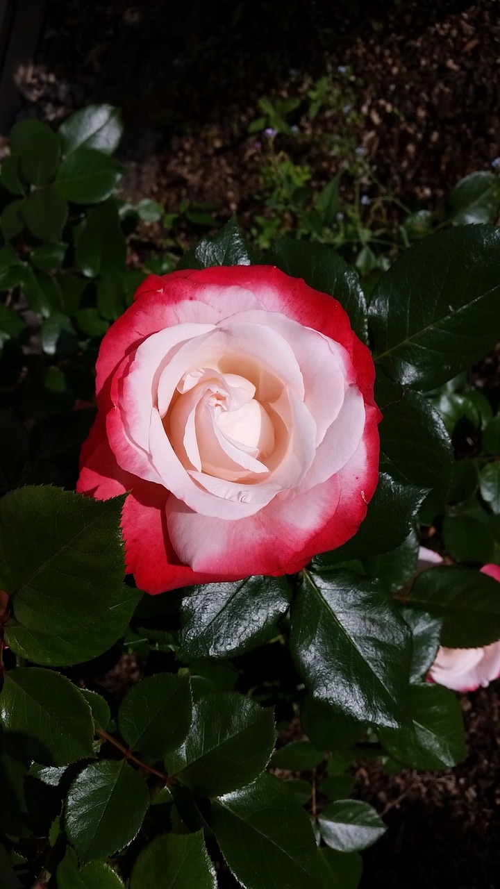 flower rose nature free photo