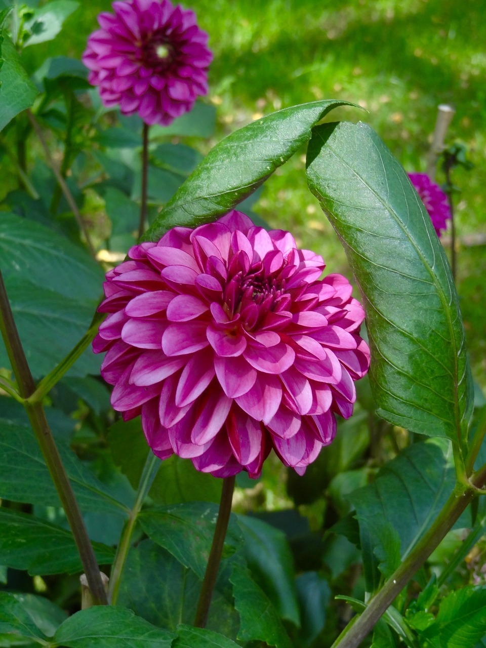 flower dahlia flowers free photo