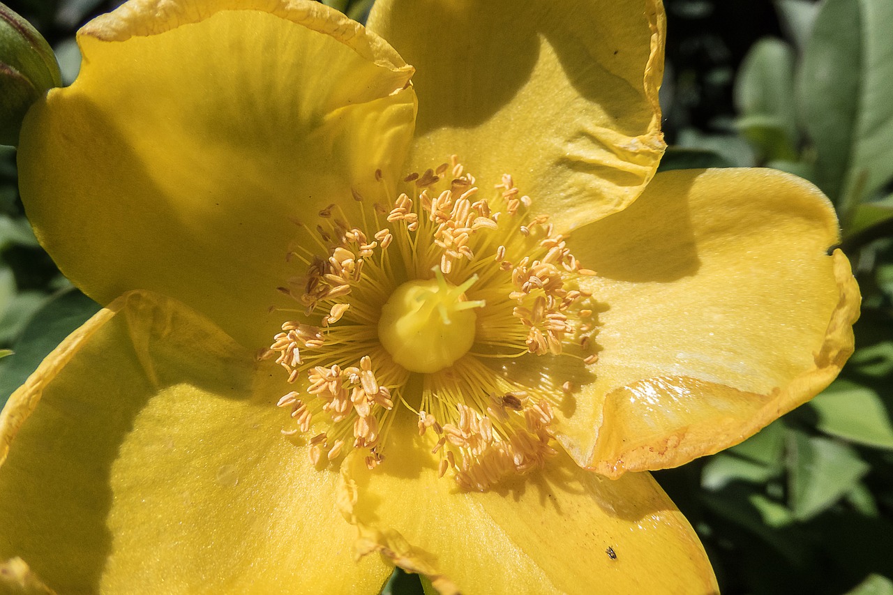 flower yellow stamens free photo