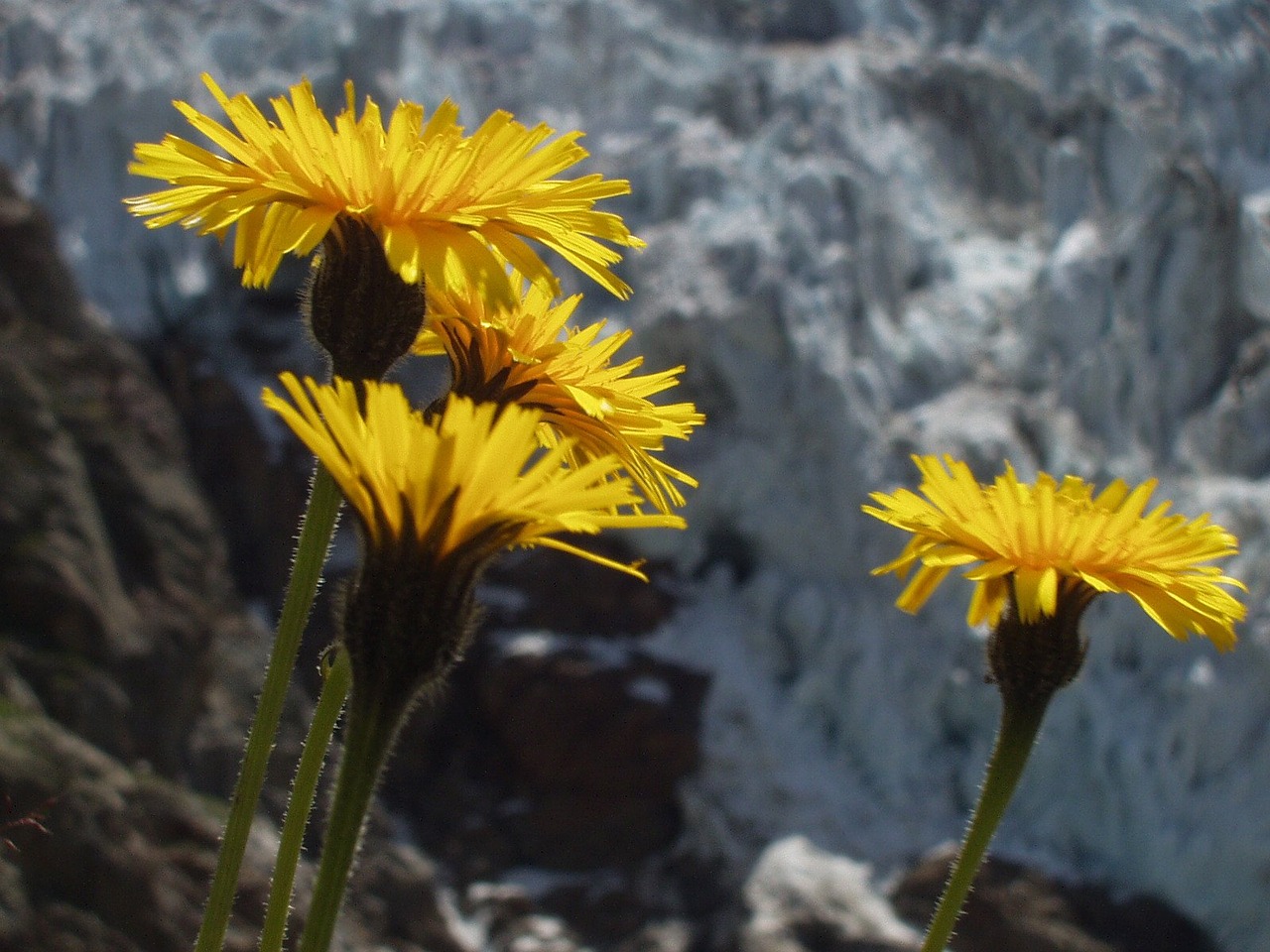 flower alpine yellow free photo