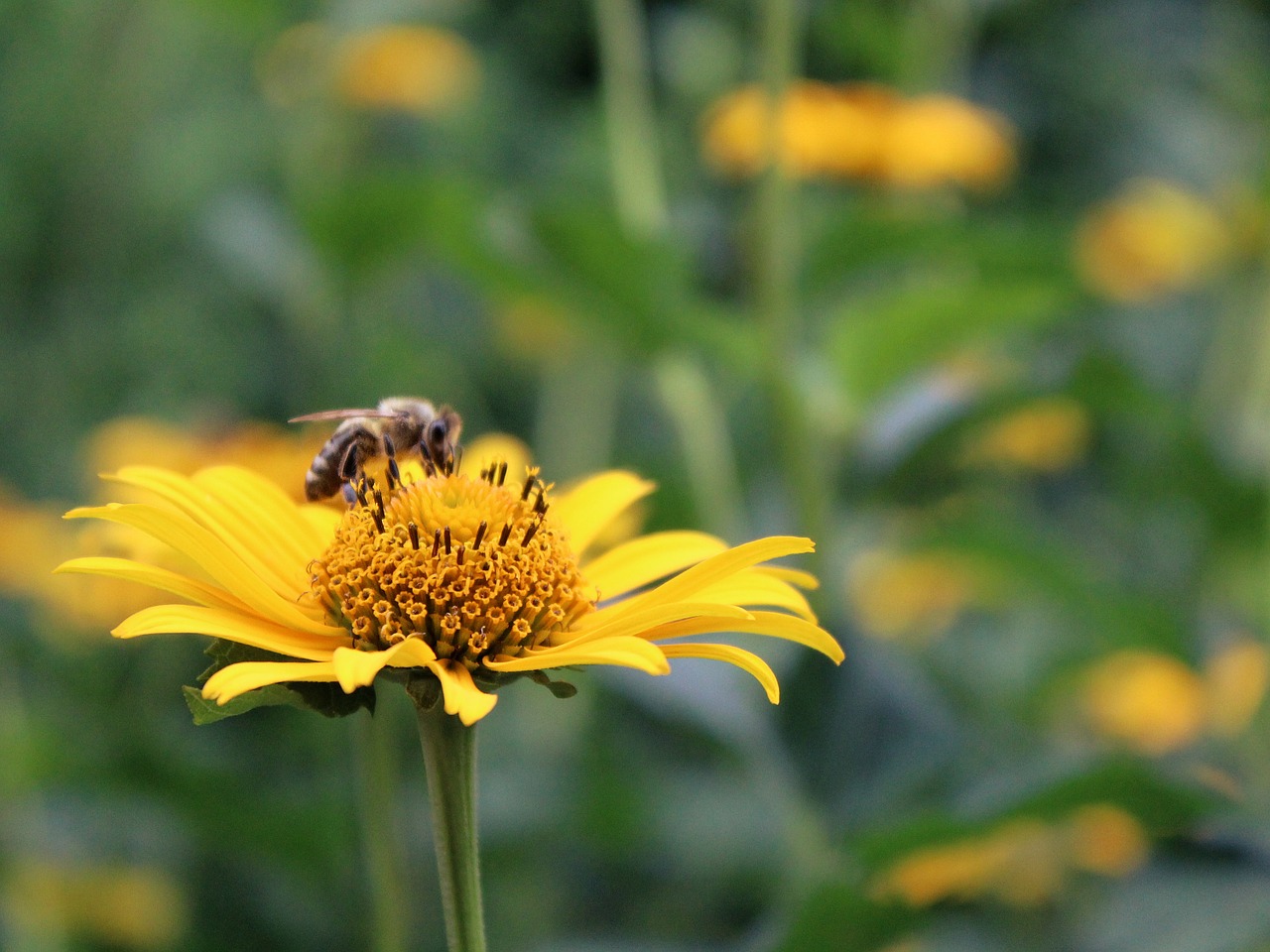 flower yellow blossom free photo