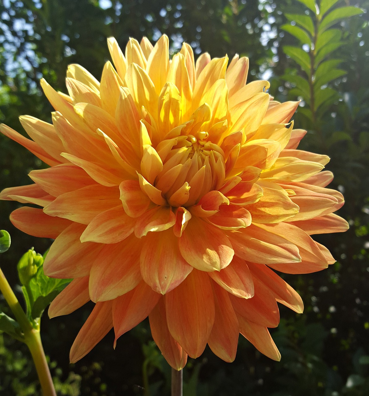 flower dahlia petal free photo