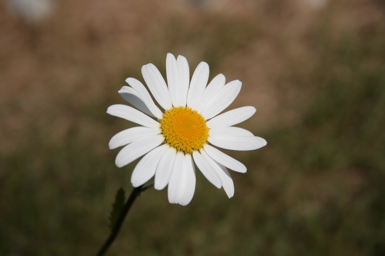 flower marguerite blossom free photo