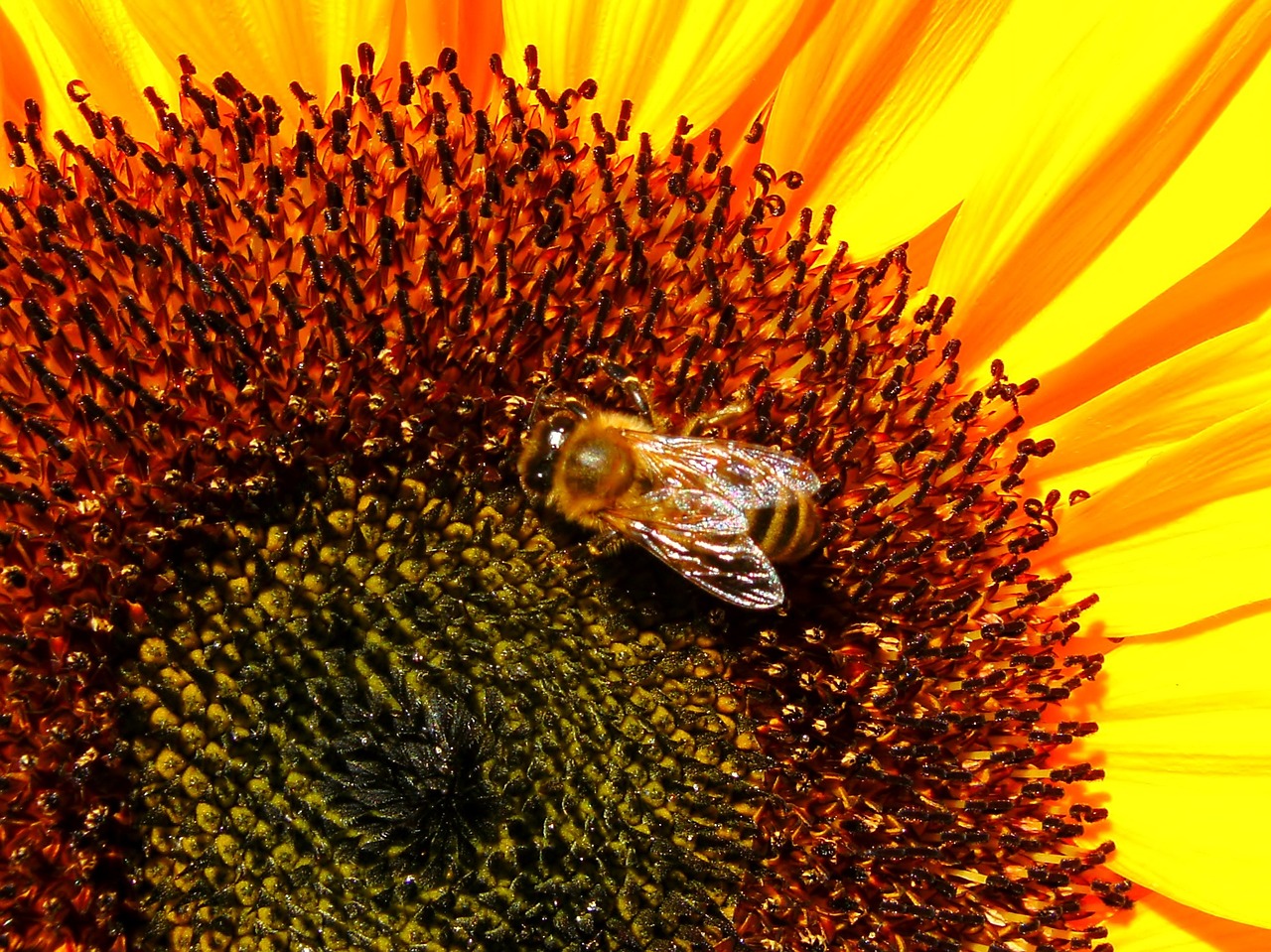 flower bee sunflower free photo