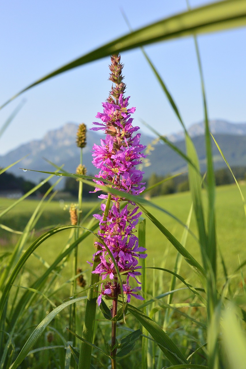 flower meadow flowers free photo