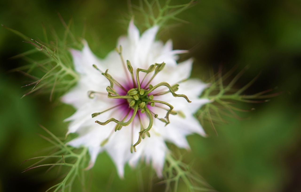 flower nature spring free photo