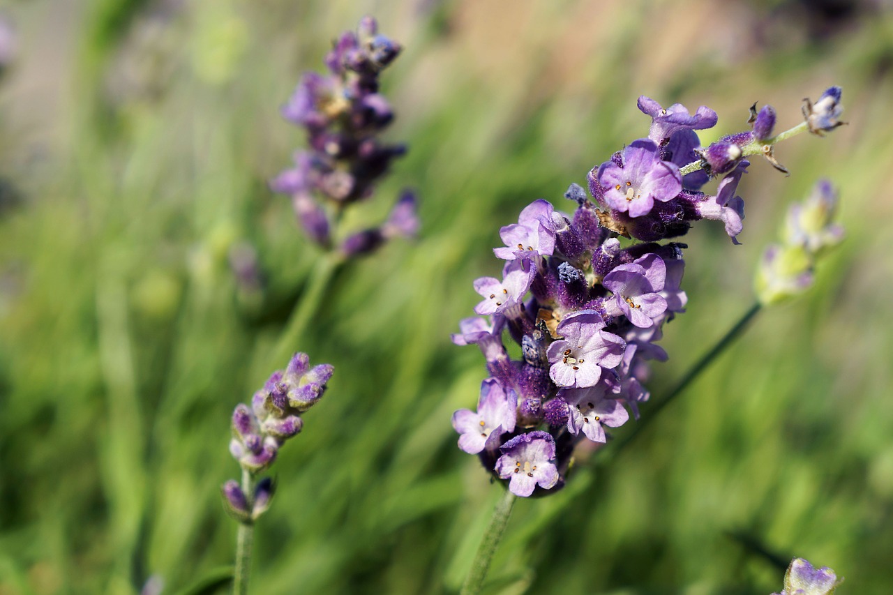 flower blossom bloom free photo