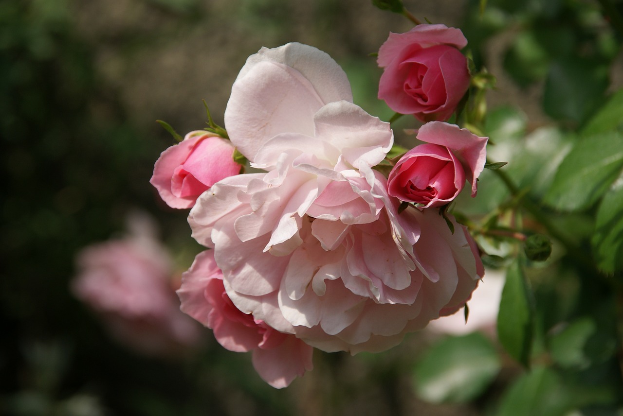 flower plant blossom free photo