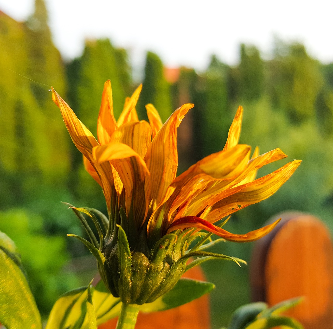 flower bloom summer free photo