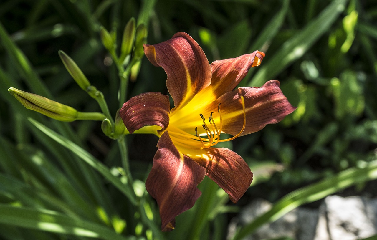 flower lily blossom free photo