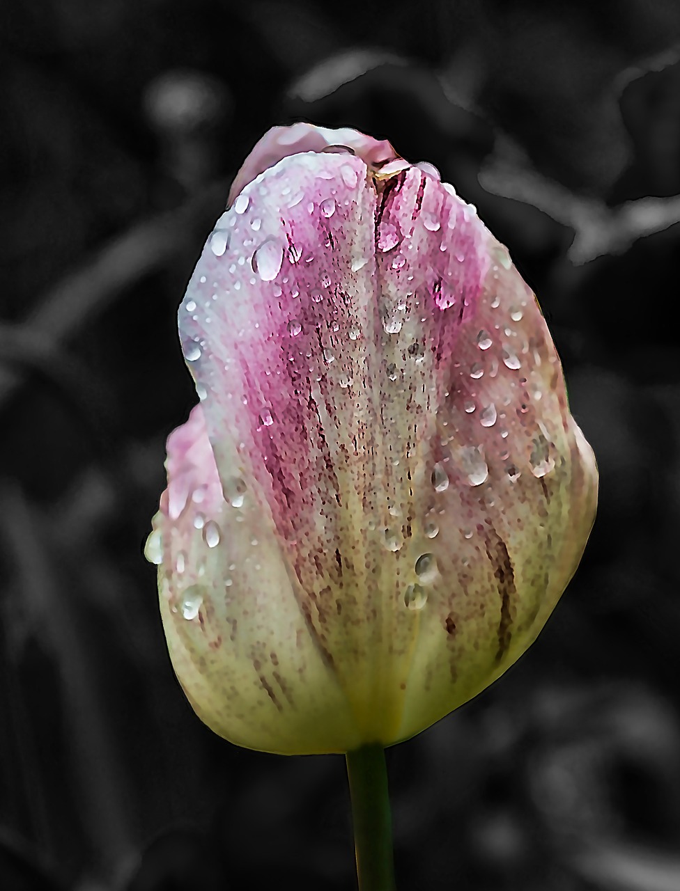 flower tulip spring free photo