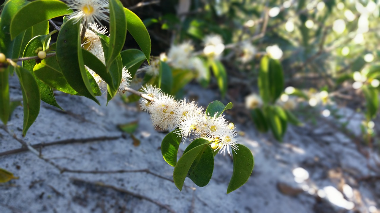 flower green mato free photo