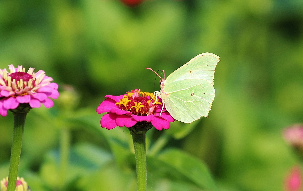 flower blossom bloom free photo