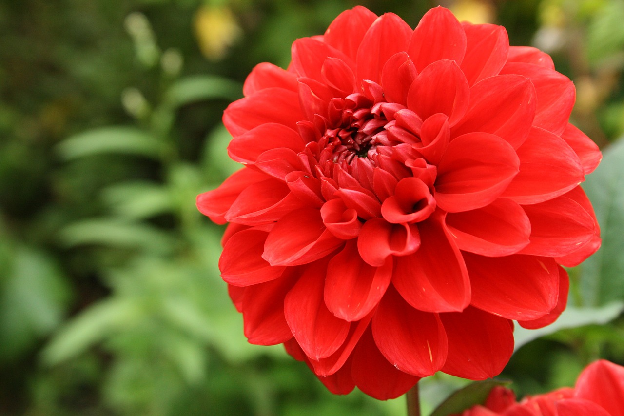 flower dahlia wallpaper free photo