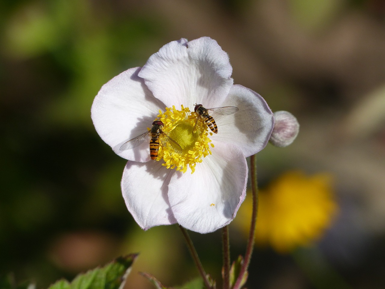 flower insects summer free photo