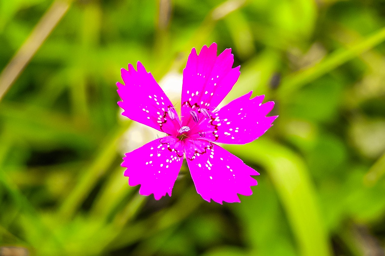 flower nature field flowers free photo