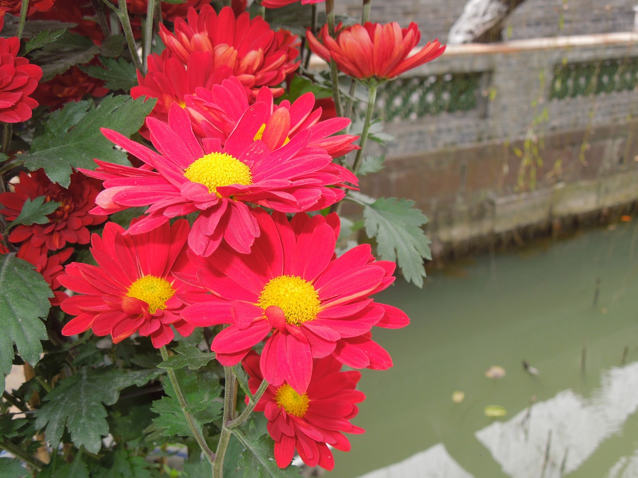 flower gambhir park plant free photo