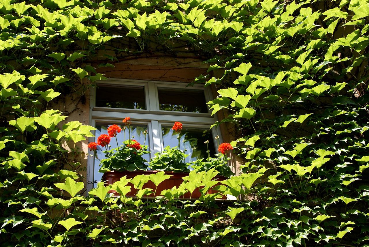 flower leaves overgrown green free photo